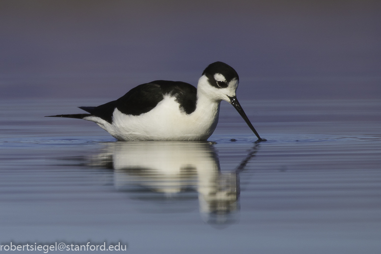 baylands